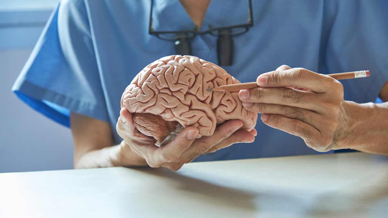 Brain